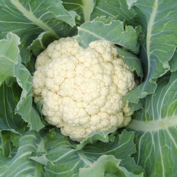 Omaxe Cauliflower F1 Hybrid seeds